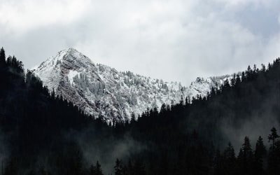 树木和山脉的灰度摄影